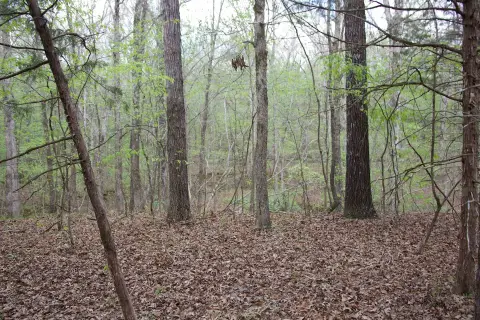 Wooded Homesite Near Memphis