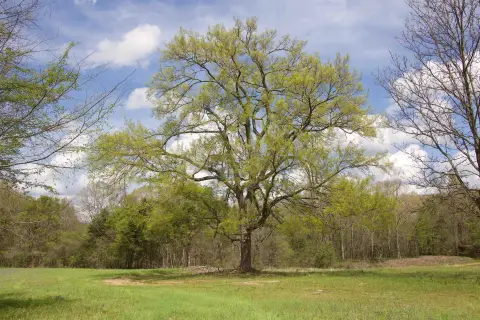 Scenic Land with Development Potential