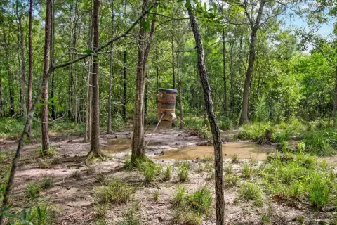 Buna, TX Hunting Land