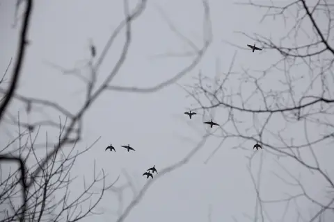 Arkansas Hunting and Farmland Opportunity