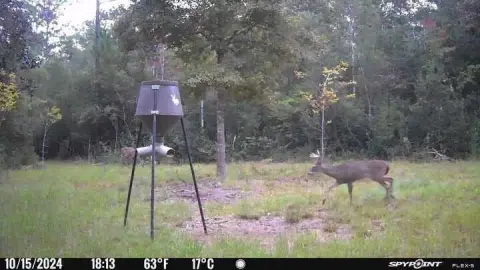 Wooded Hunting Land with Creek Frontage