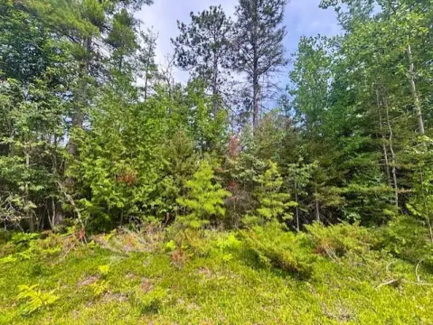 Wooded Land in Presque Isle