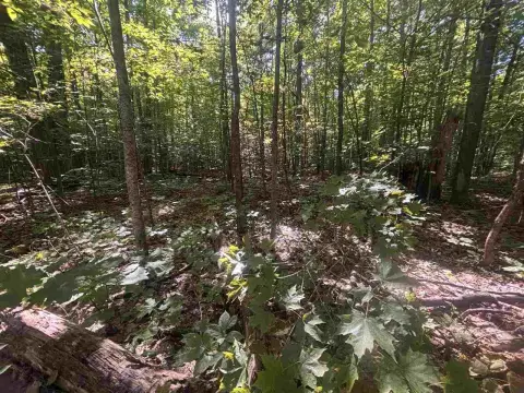 Wooded Hunting Land