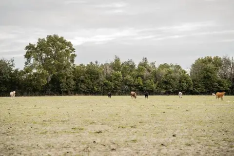 Chiefland Land Parcel For Sale