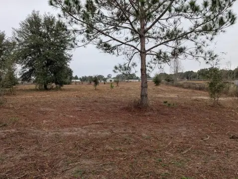 Partially Cleared Residential Lot