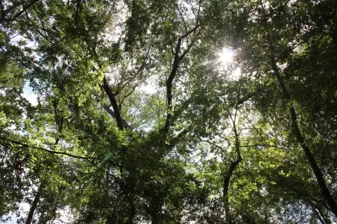 11.25 Acres in Corrigan, TX