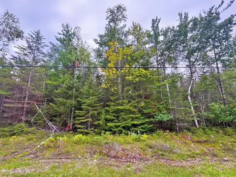 Wooded Lot in Presque Isle