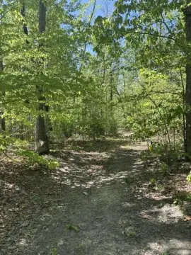 Wooded Acreage in Madison County