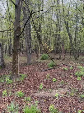 Wooded Near-Lake Michigan Land