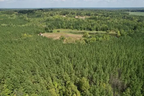 Pine-Planted Agricultural Land