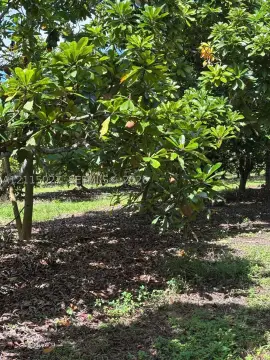 Mamey Tree Farm