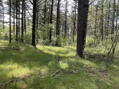 Wooded Lot in Quiet Subdivision