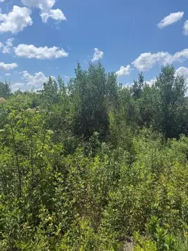 5-Acre Tract in Alma, GA