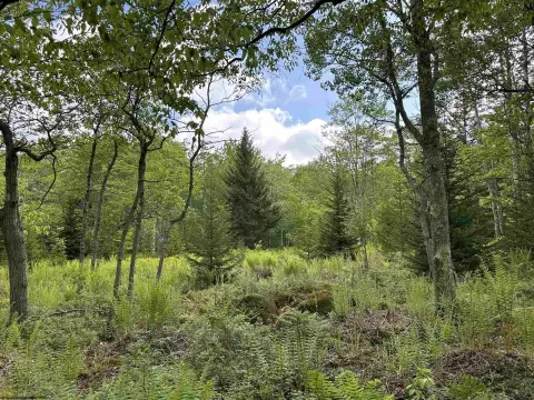 Serene Woodland Residential Land Parcel
