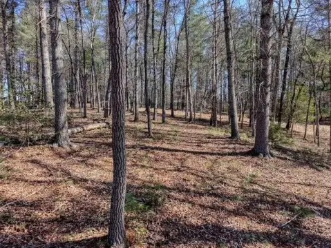 Wooded Lot in Fox Lake