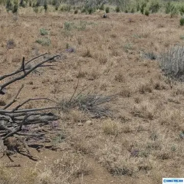 San Lorenzo Land For Sale