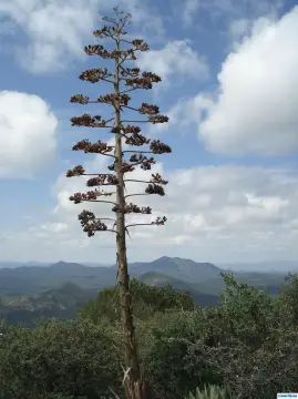 Land with Approved Lots