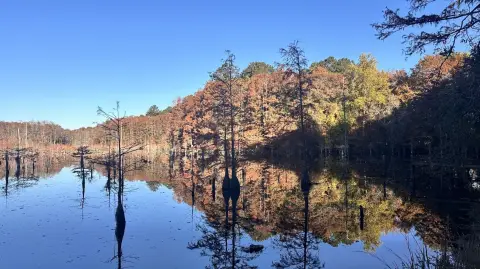 Diverse Land with Millpond Near Hartsville