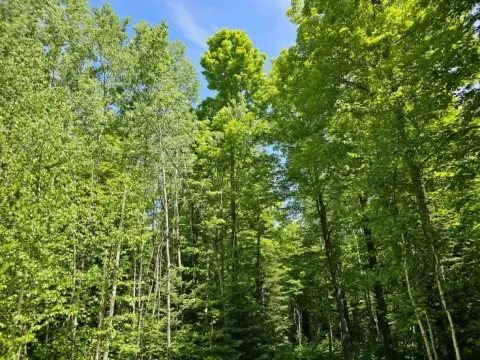 Wooded Recreational Land Parcel