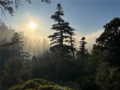 Angelus Oaks Off-Grid Alpine Forest