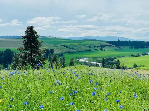 Agricultural Land with Creek