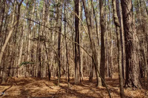 Forested Residential Lot with Stream