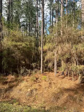 Poplarville Wooded Land Opportunity