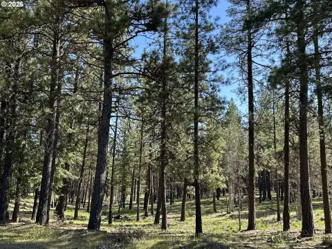 Goldendale Land with Towering Pines