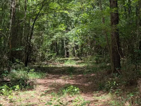 Recreational Hunting Land Tract