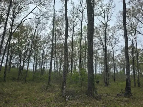 Hunting Land with Stream Network