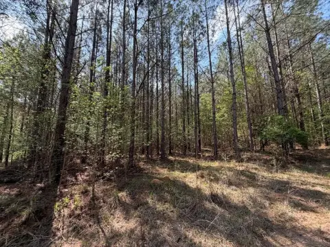 Timberland and Hunting Tract