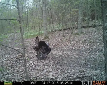 Hunting Land with Creek