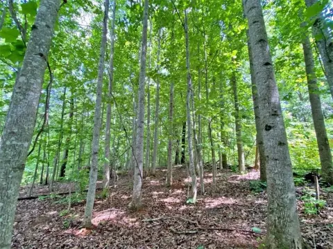Wooded Mining Land with Creek