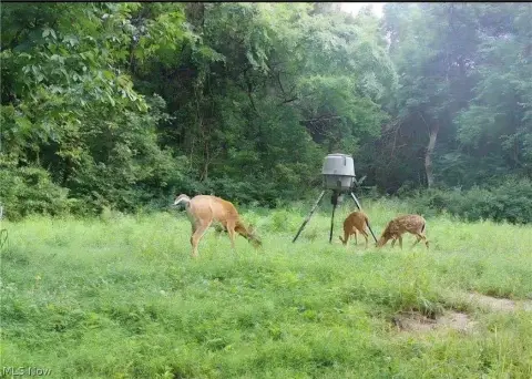 Recreational Hunting Land With Timber Potential