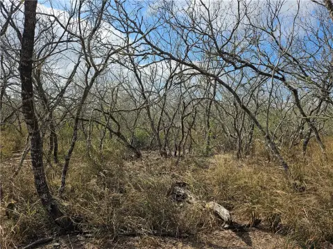 Untouched South Texas Ranch Land