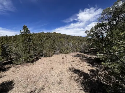 Wooded Acres Near Albuquerque