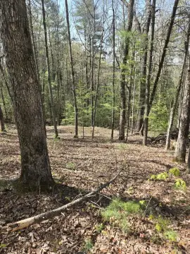 Cleared Lot Near Red River Gorge