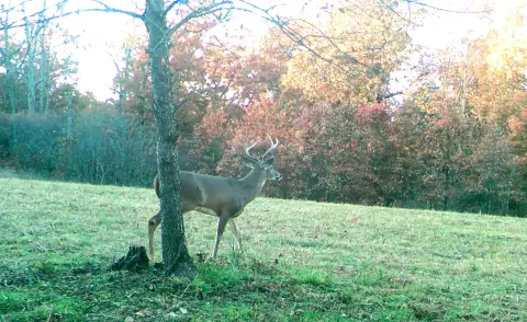 80 Acres in the Ozarks