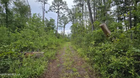 Wooded Raw Land Parcel