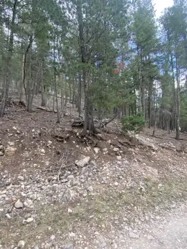 Forest-Backing Residential Lot