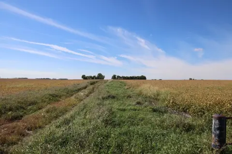 Soybean Farmland with Wooded Acreage