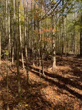 Gloucester Land with Mature Hardwoods
