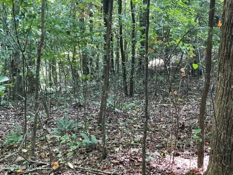 Wooded Mountain Community Land