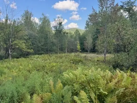 Tranquil 12-Acre Wooded Parcel