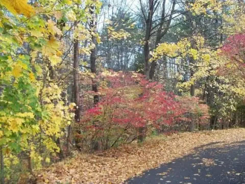 Undeveloped Land Near Golf Greens