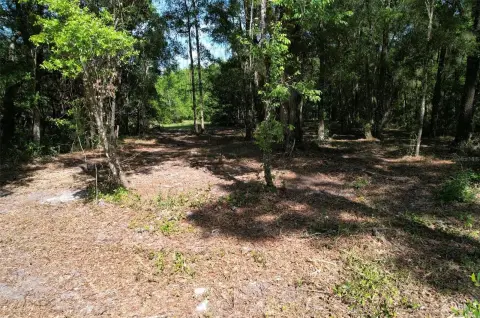 6.2 Acres in Williston, FL