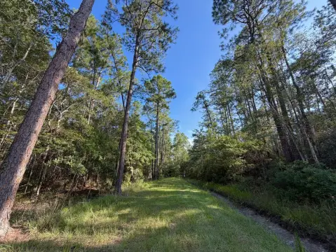 Hunting Land with Road Frontage