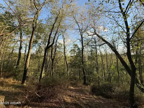 Wooded Land Parcel in Cogan