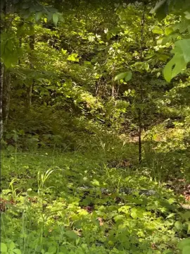 Unrestricted Land in Cookeville, TN