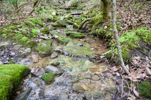 Wooded Lot in Hawks Bluff